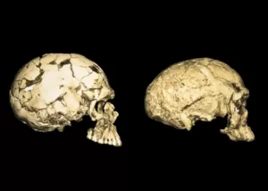 Explore the First Humans on Earth and the oldest fossils – Retro Timeline